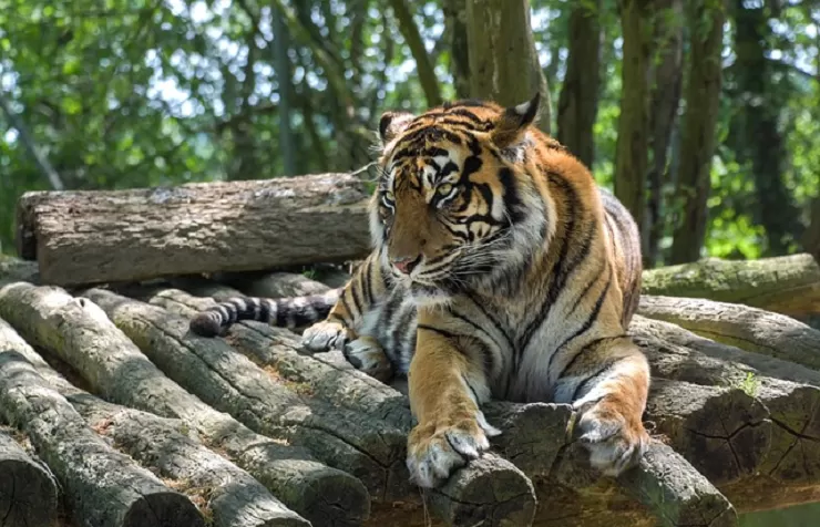 Harimau-Sumatera-2574879004